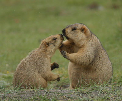 Гималайские сурки